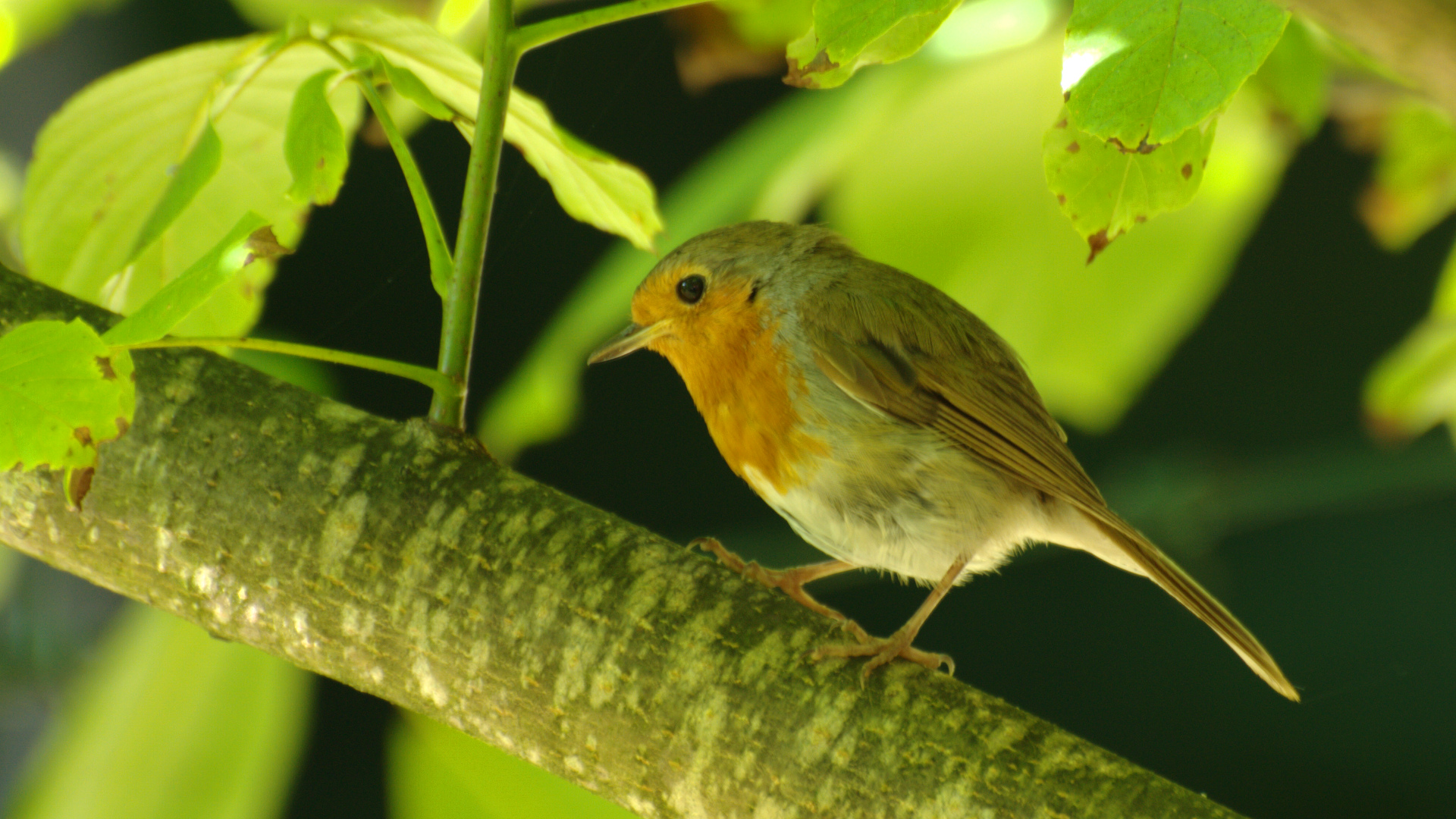 Kızılgerdan » European Robin » Erithacus rubecula