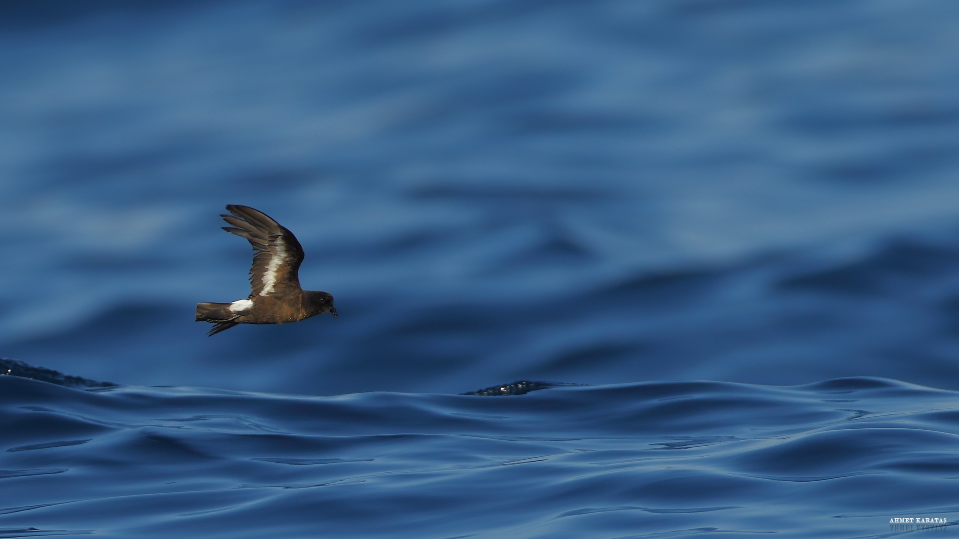 Fırtınakırlangıcı » European Storm Petrel » Hydrobates pelagicus