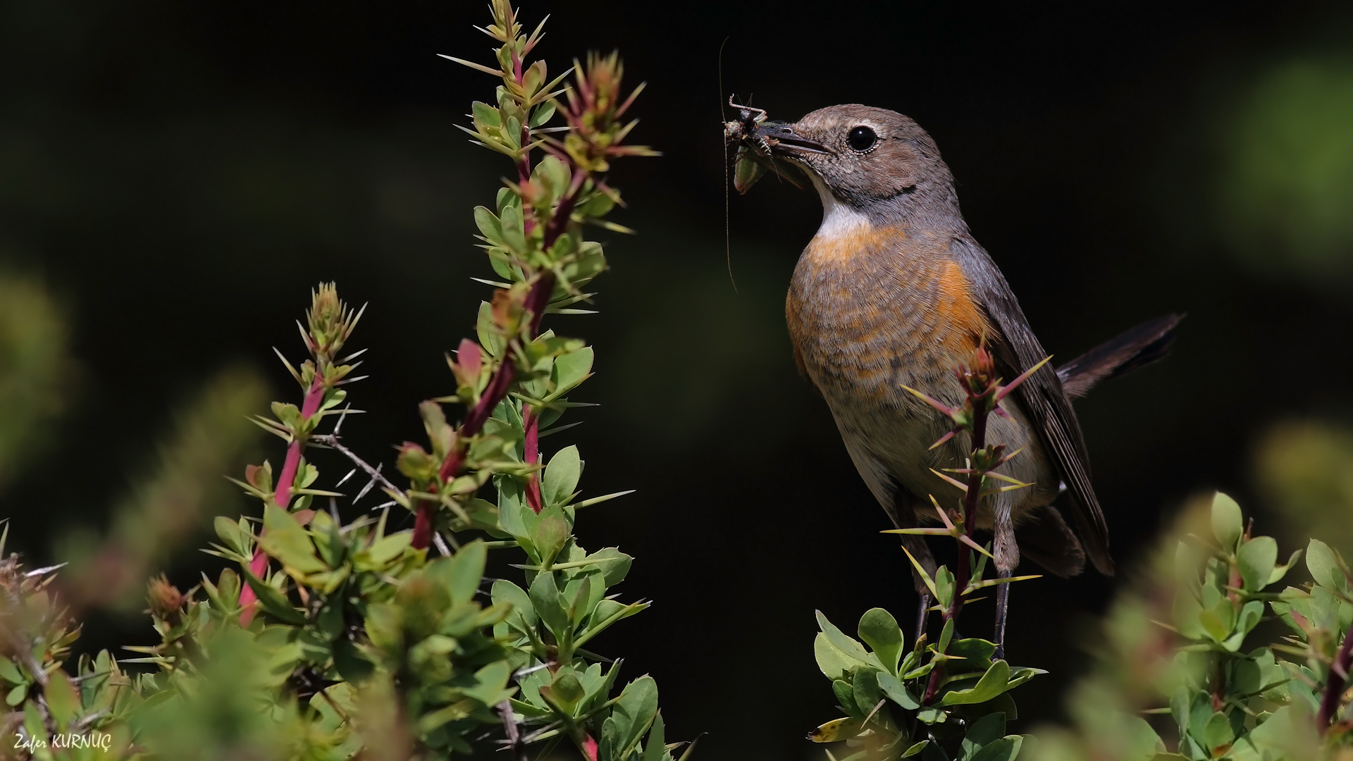 Taşbülbülü » White-throated Robin » Irania gutturalis