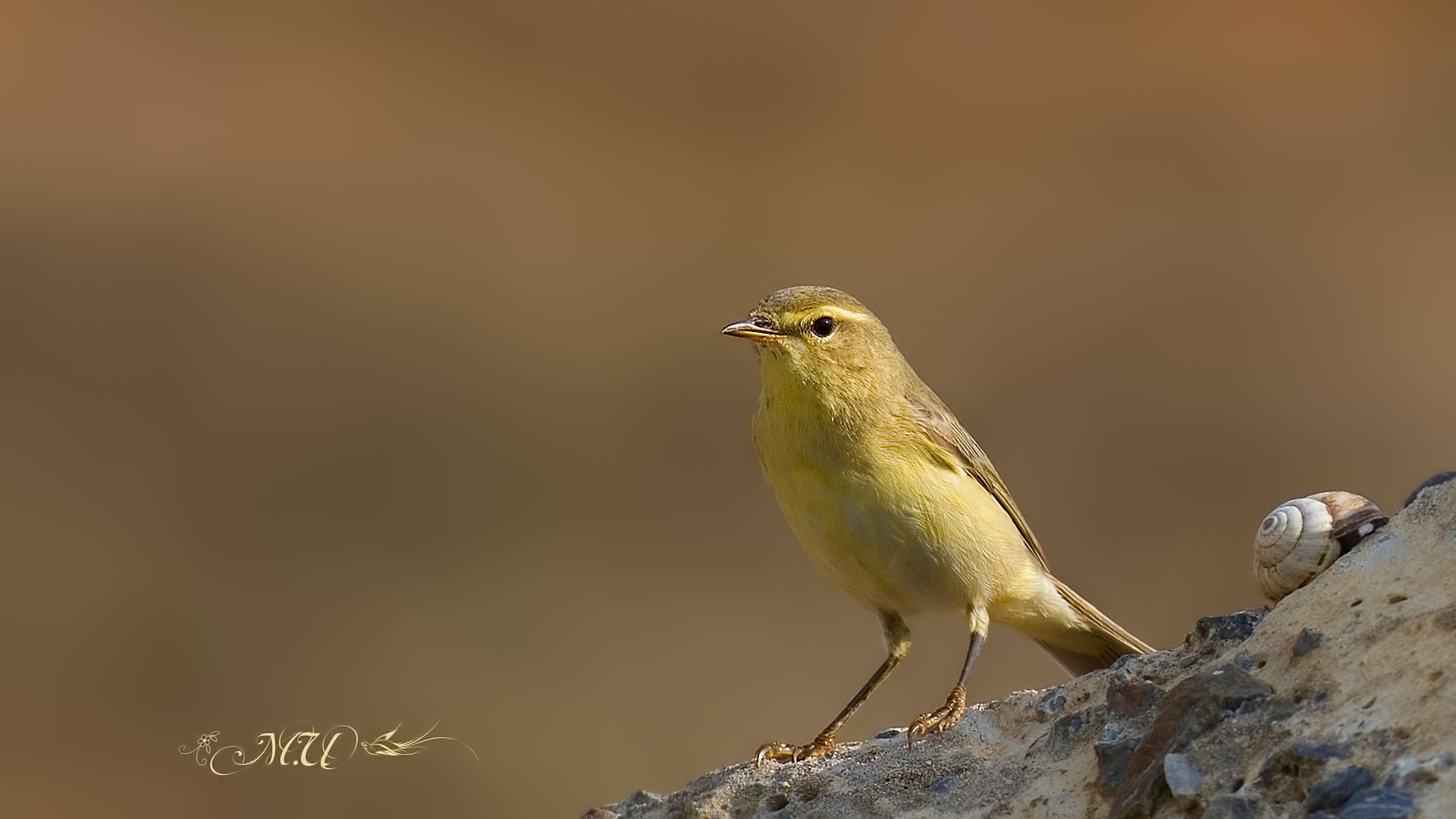 Söğütbülbülü » Willow Warbler » Phylloscopus trochilus