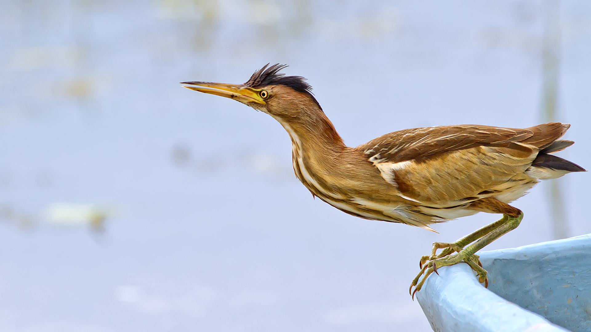 Küçük balaban » Little Bittern » Ixobrychus minutus