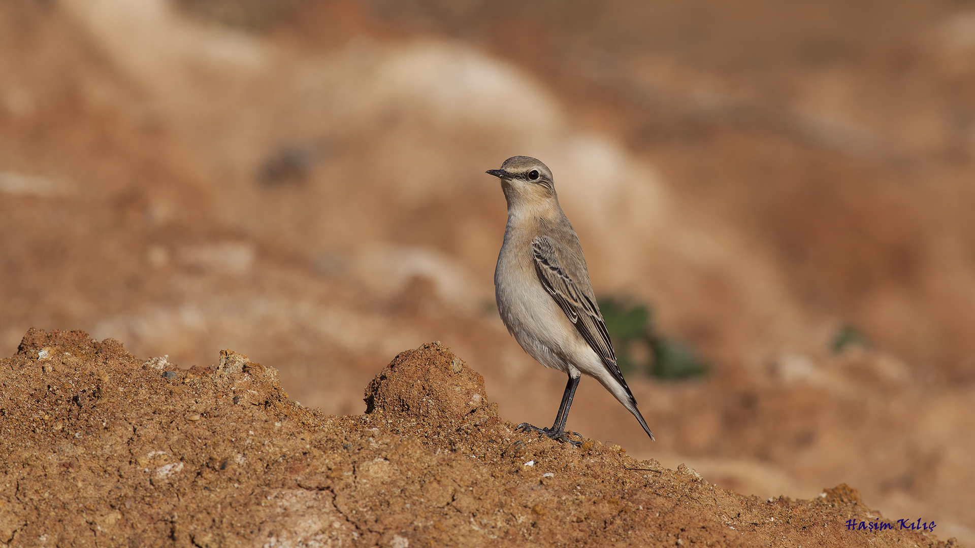 Kuyrukkakan » Northern Wheatear » Oenanthe oenanthe