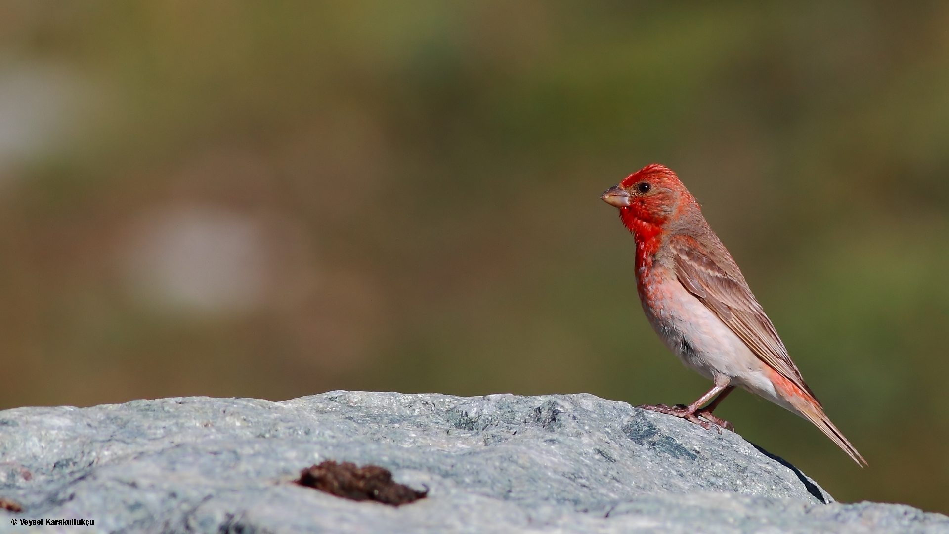 Çütre » Common Rosefinch » Carpodacus erythrinus