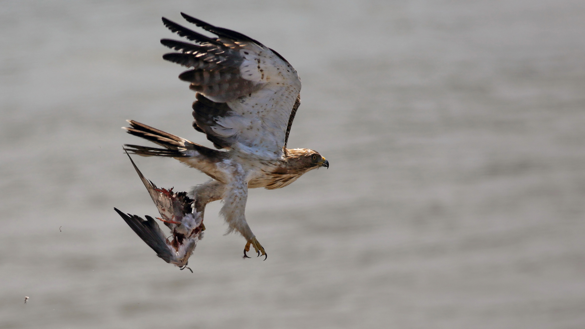 Küçük kartal » Booted Eagle » Hieraaetus pennatus