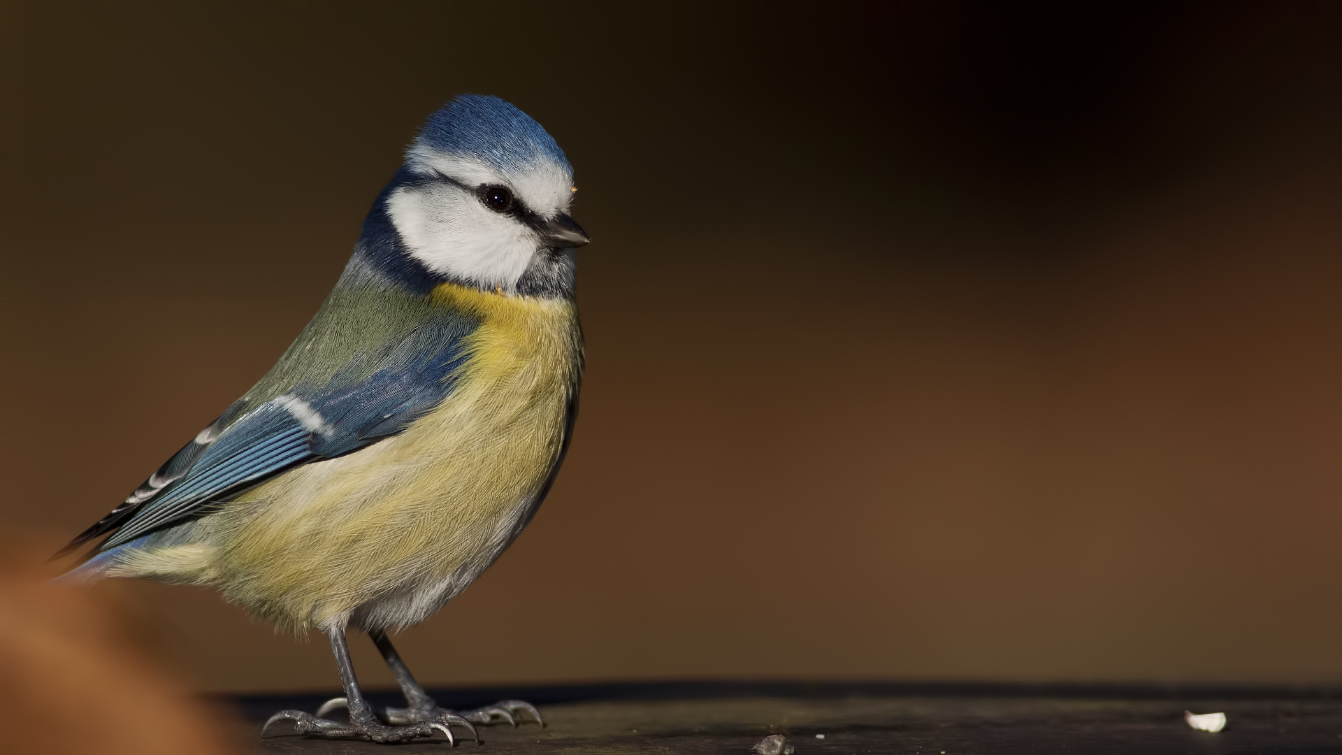 Mavi baştankara » Eurasian Blue Tit » Cyanistes caeruleus