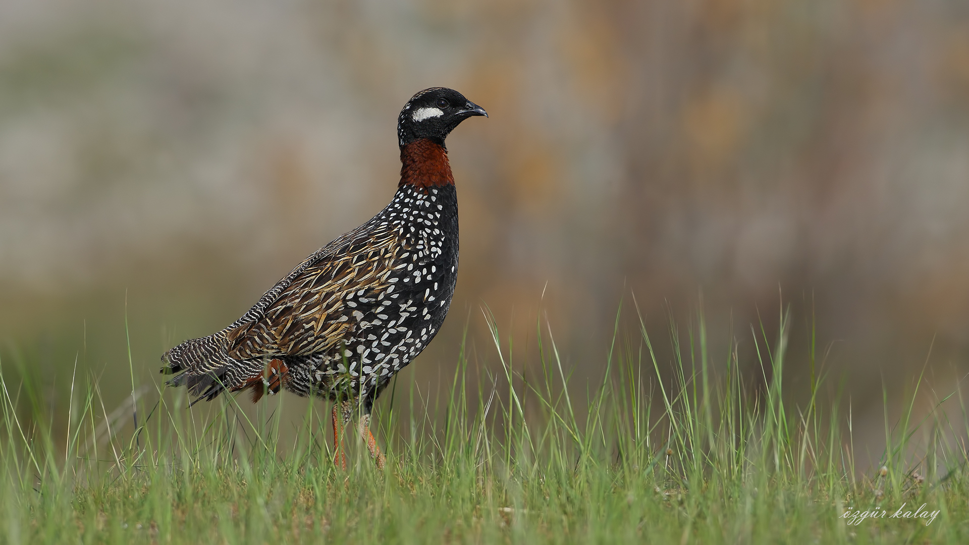 Turaç » Black Francolin » Francolinus francolinus