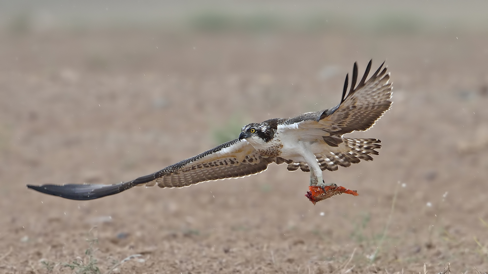 Balık kartalı » Western Osprey » Pandion haliaetus