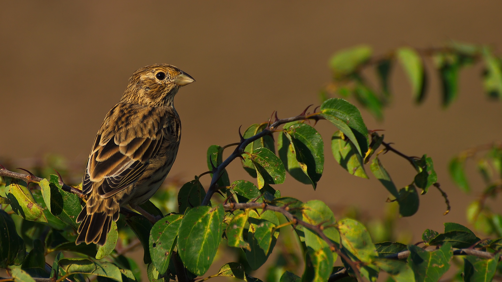 Tarla kirazkuşu » Corn Bunting » Emberiza calandra