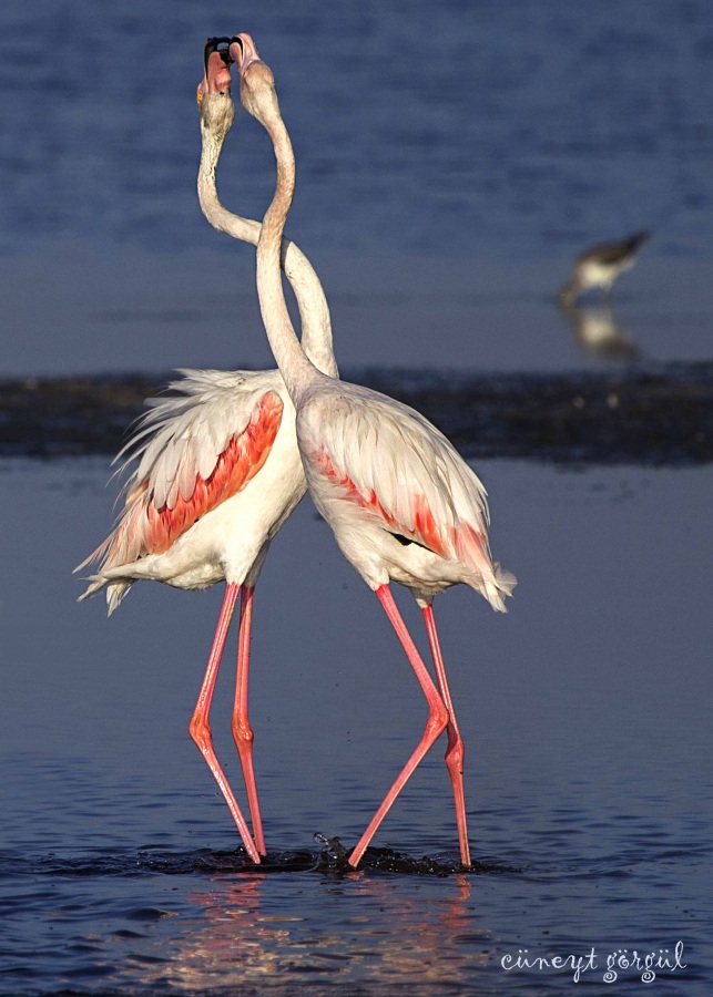 Flamingo