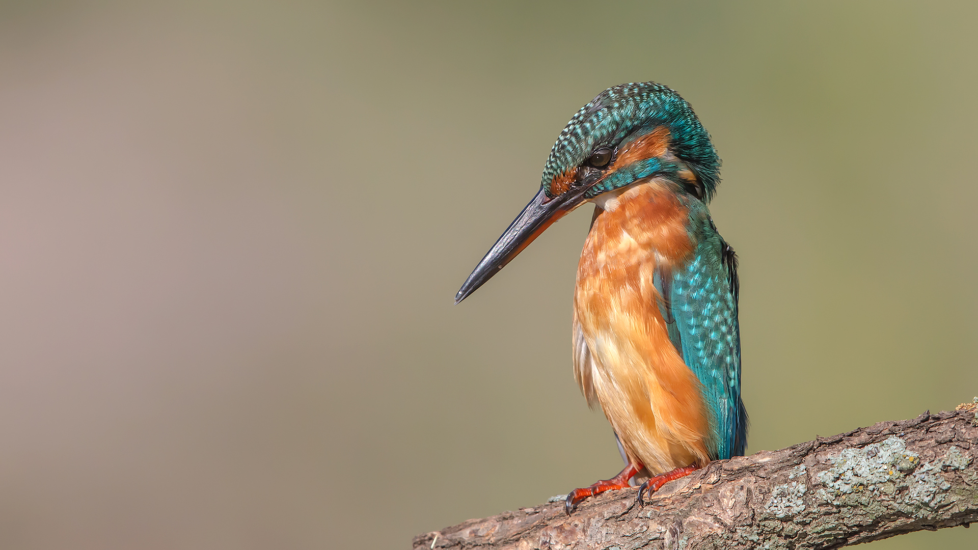 Yalıçapkını » Common Kingfisher » Alcedo atthis