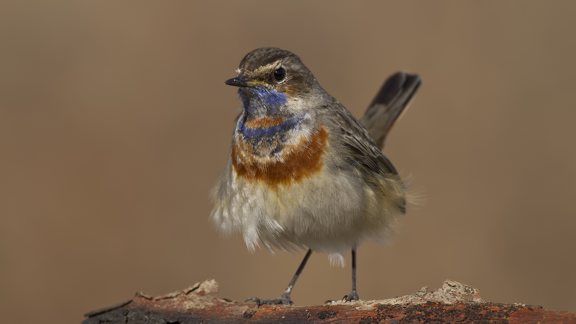 Mavigerdan » Bluethroat » Luscinia svecica