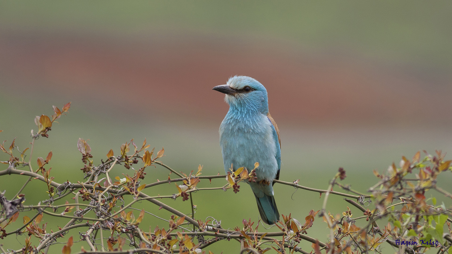 Gökkuzgun » European Roller » Coracias garrulus