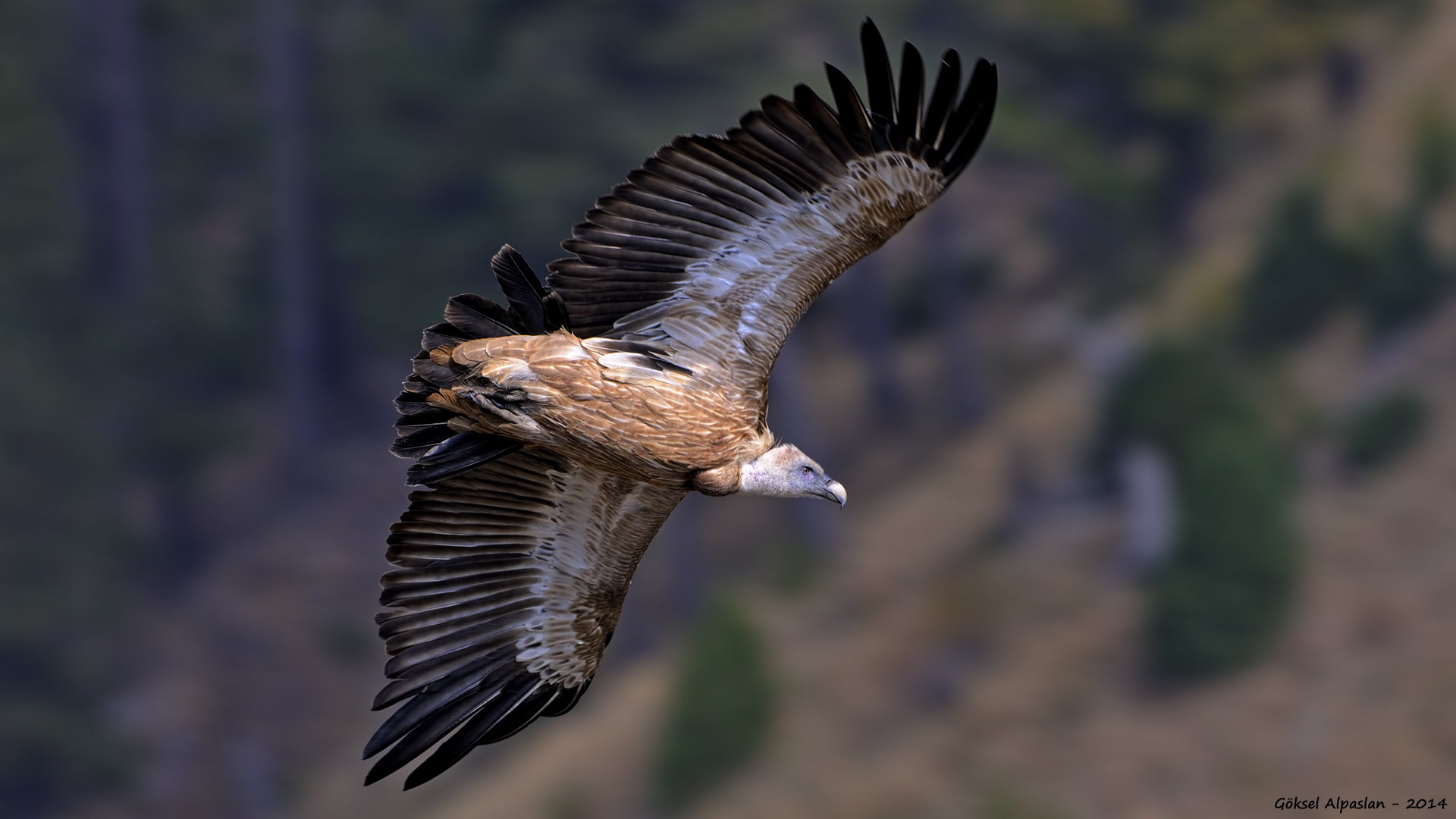 Kızıl akbaba » Griffon Vulture » Gyps fulvus