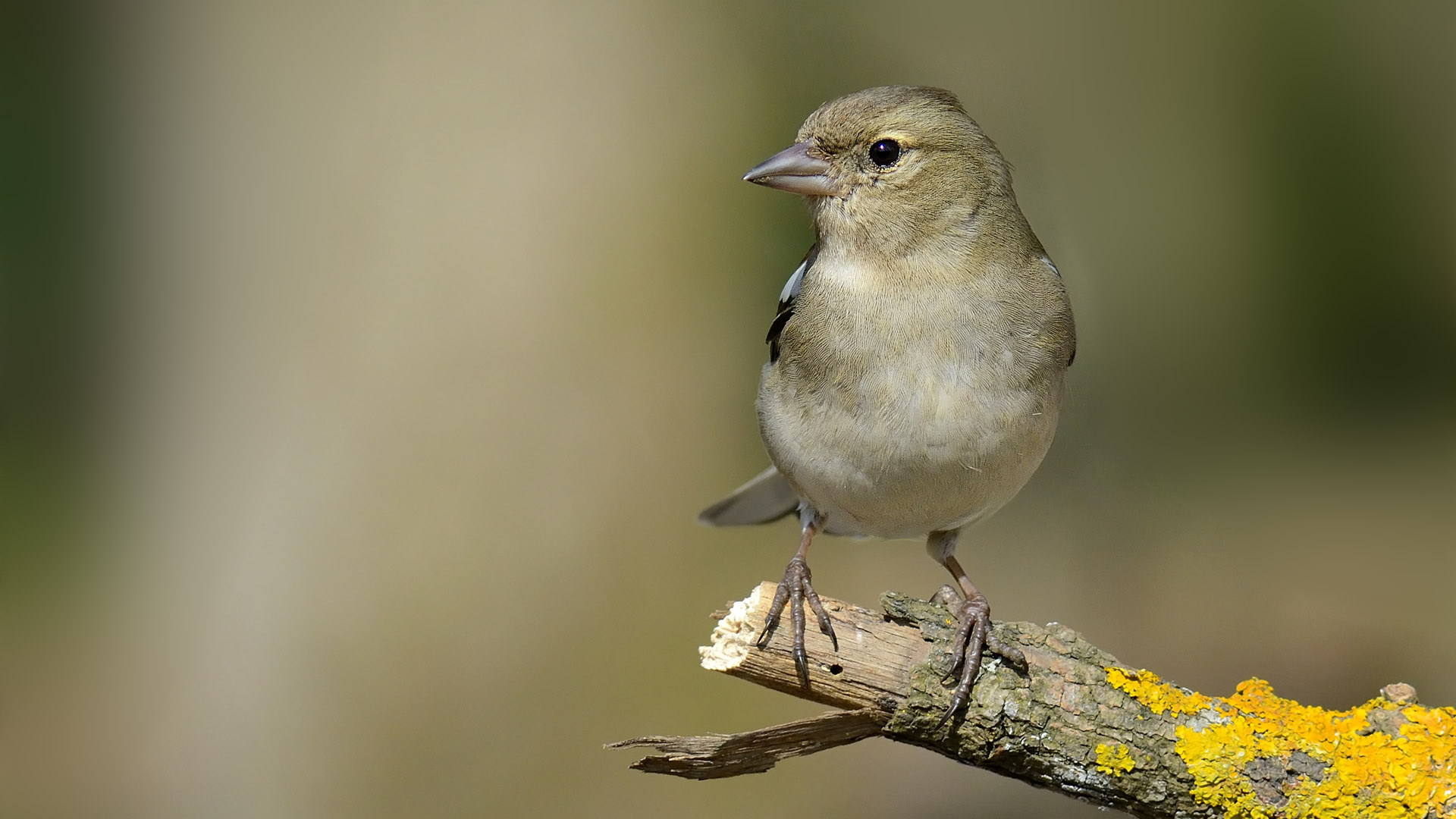 İspinoz » Common Chaffinch » Fringilla coelebs