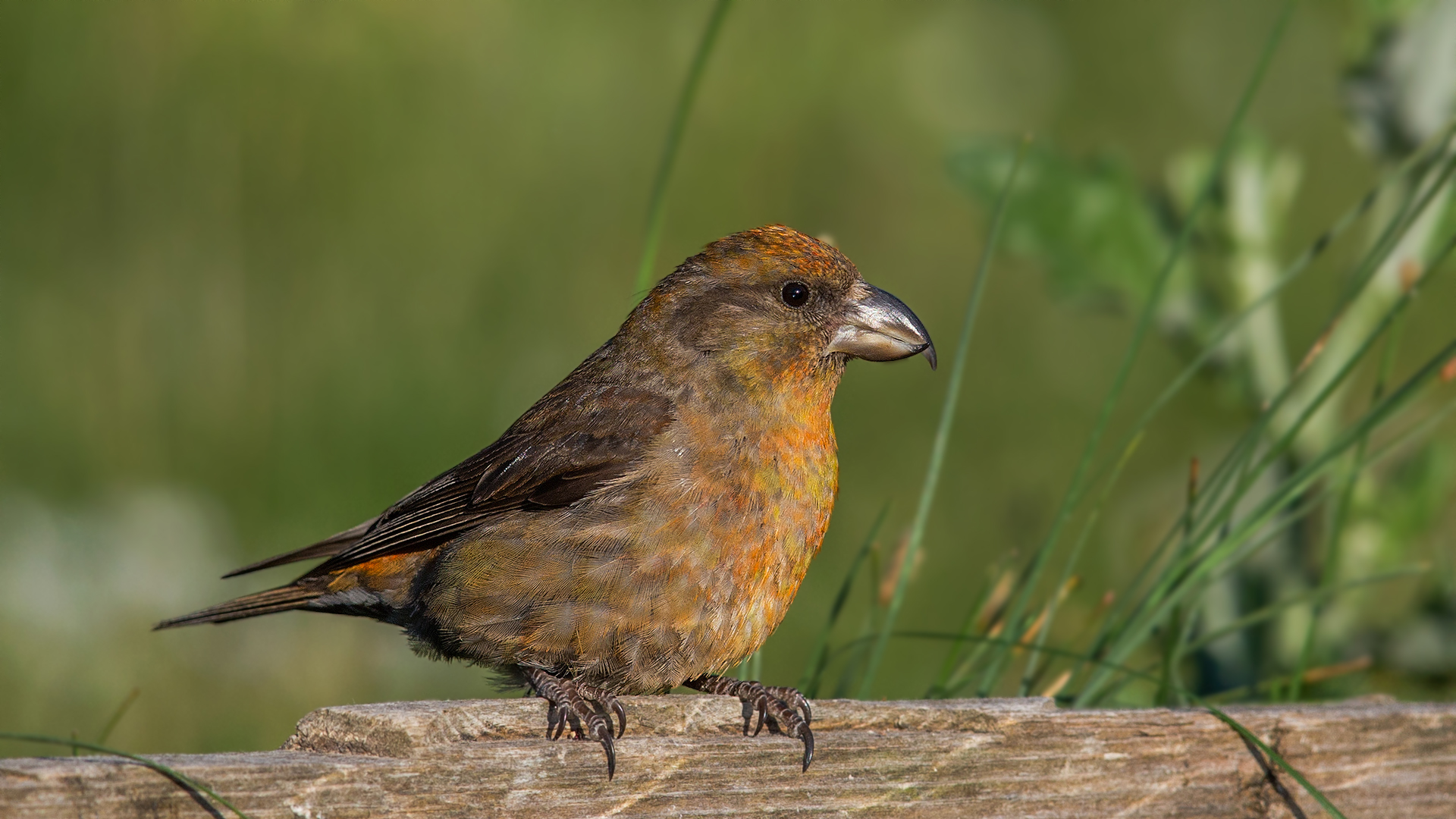 Çaprazgaga » Red Crossbill » Loxia curvirostra