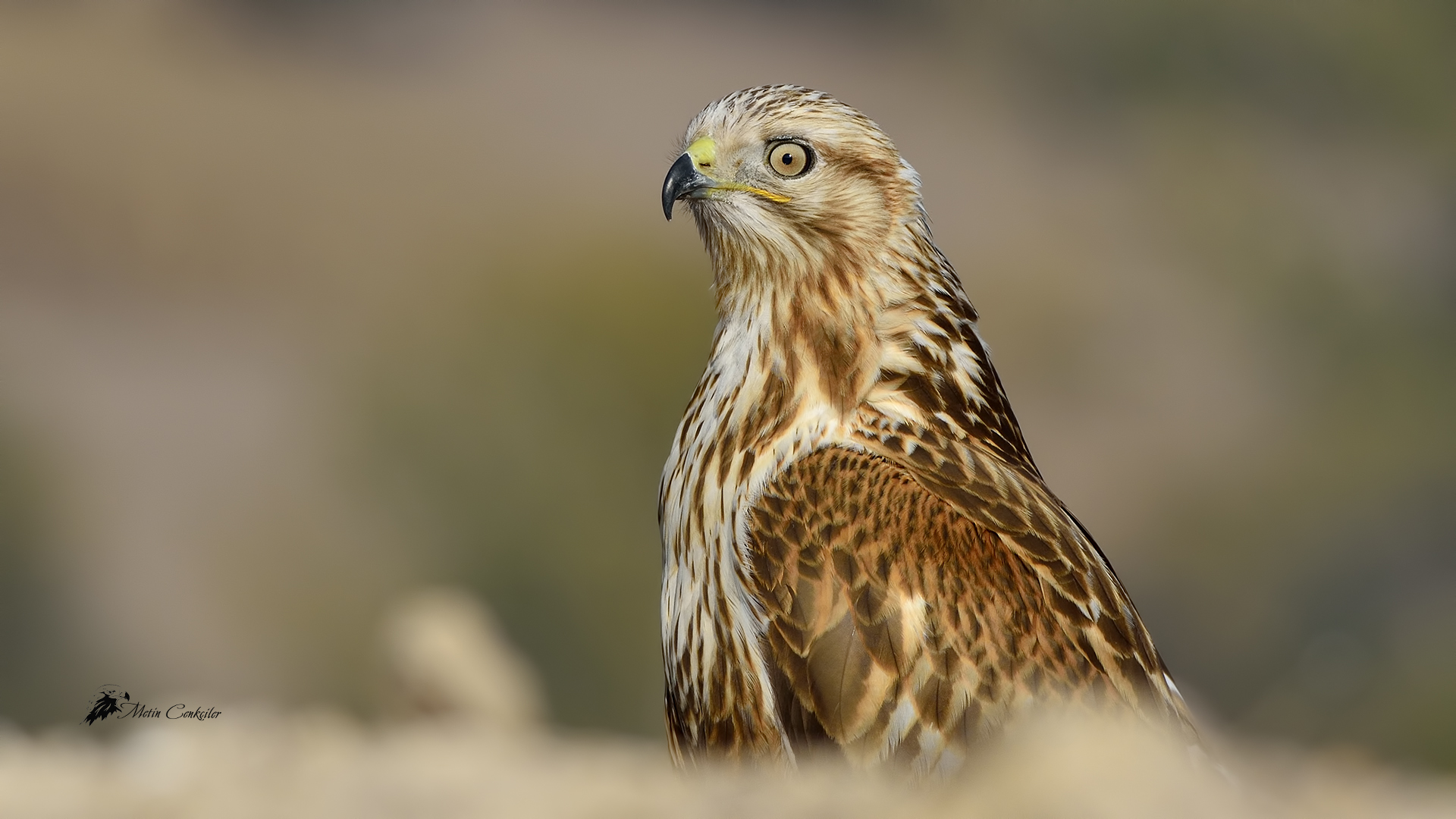 Kızıl şahin » Long-legged Buzzard » Buteo rufinus