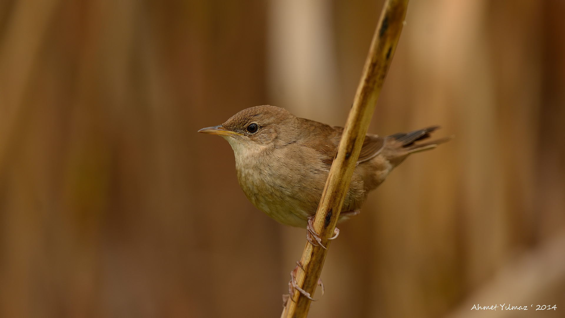 Bataklık kamışçını » Savi`s Warbler » Locustella luscinioides