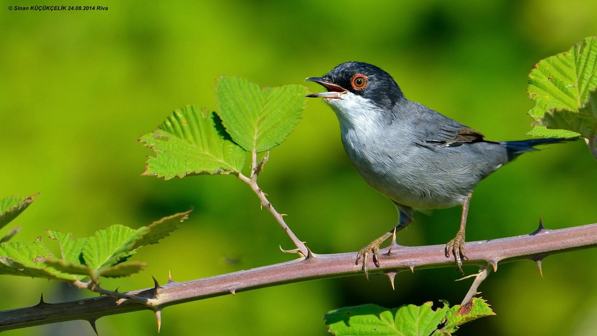 Maskeli ötleğen » Sardinian Warbler » Sylvia melanocephala