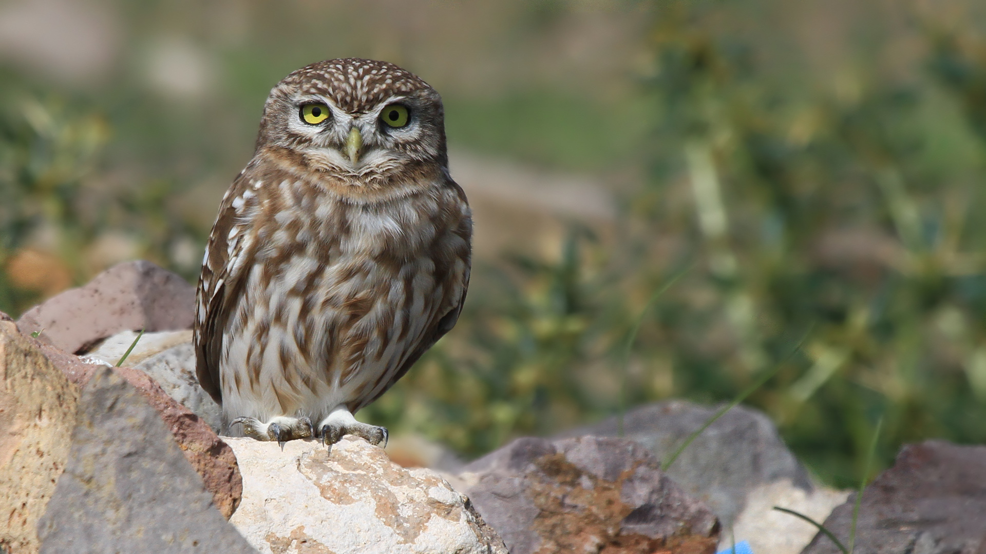 Kukumav » Little Owl » Athene noctua