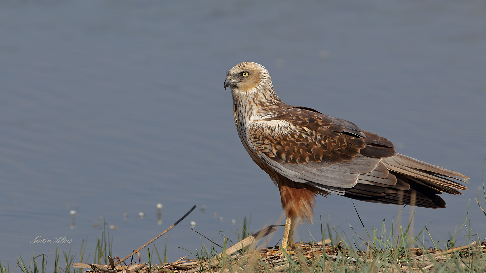 Saz delicesi » Western Marsh Harrier » Circus aeruginosus