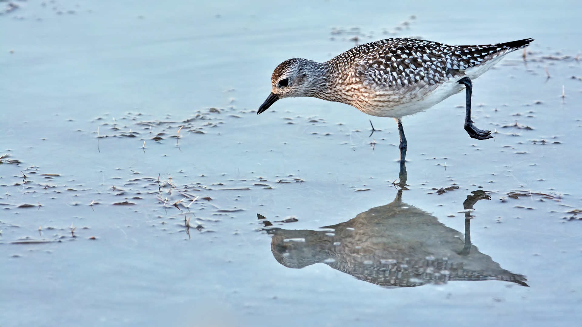 Gümüş yağmurcun » Grey Plover » Pluvialis squatarola