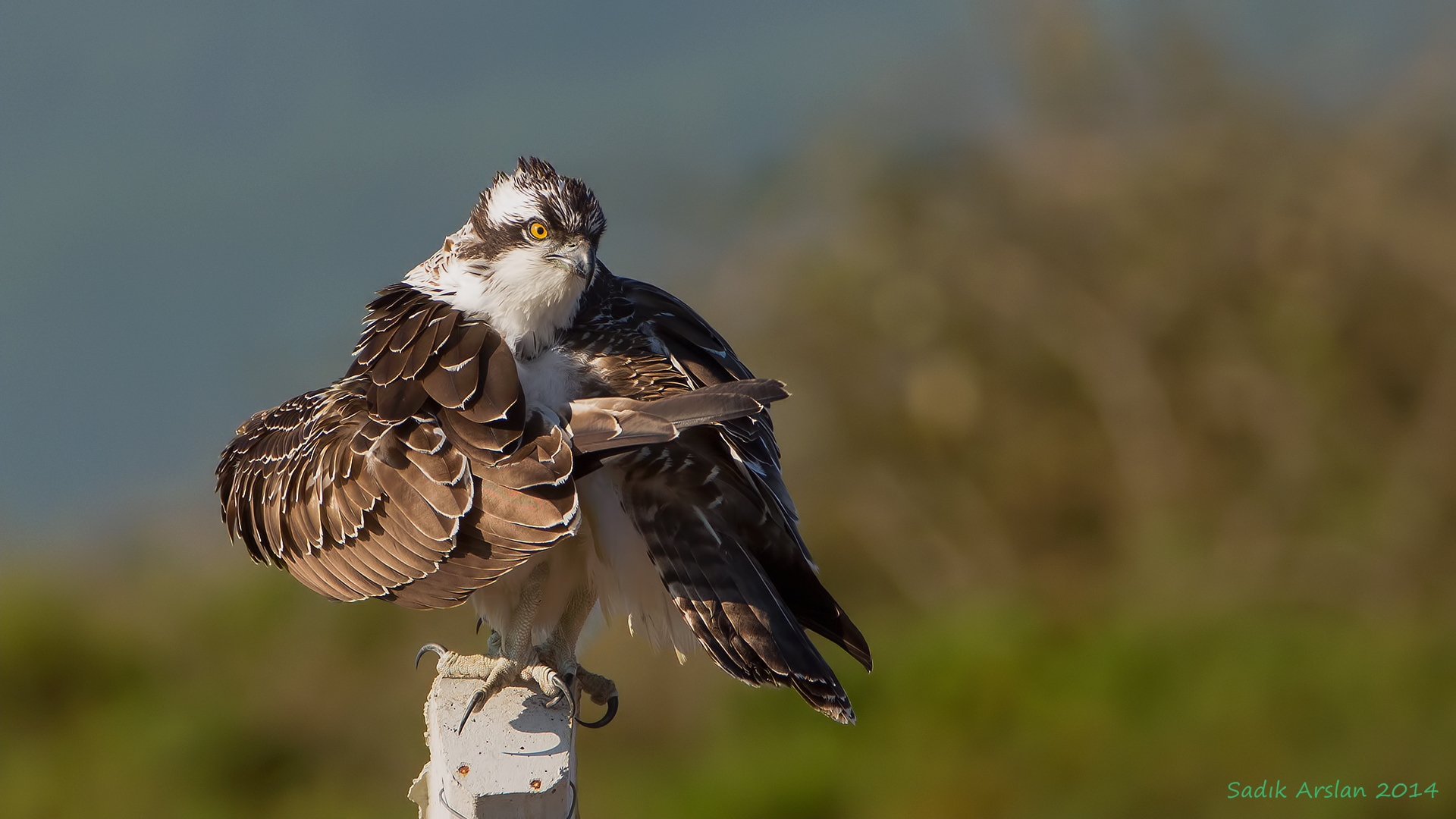 Balık kartalı » Western Osprey » Pandion haliaetus