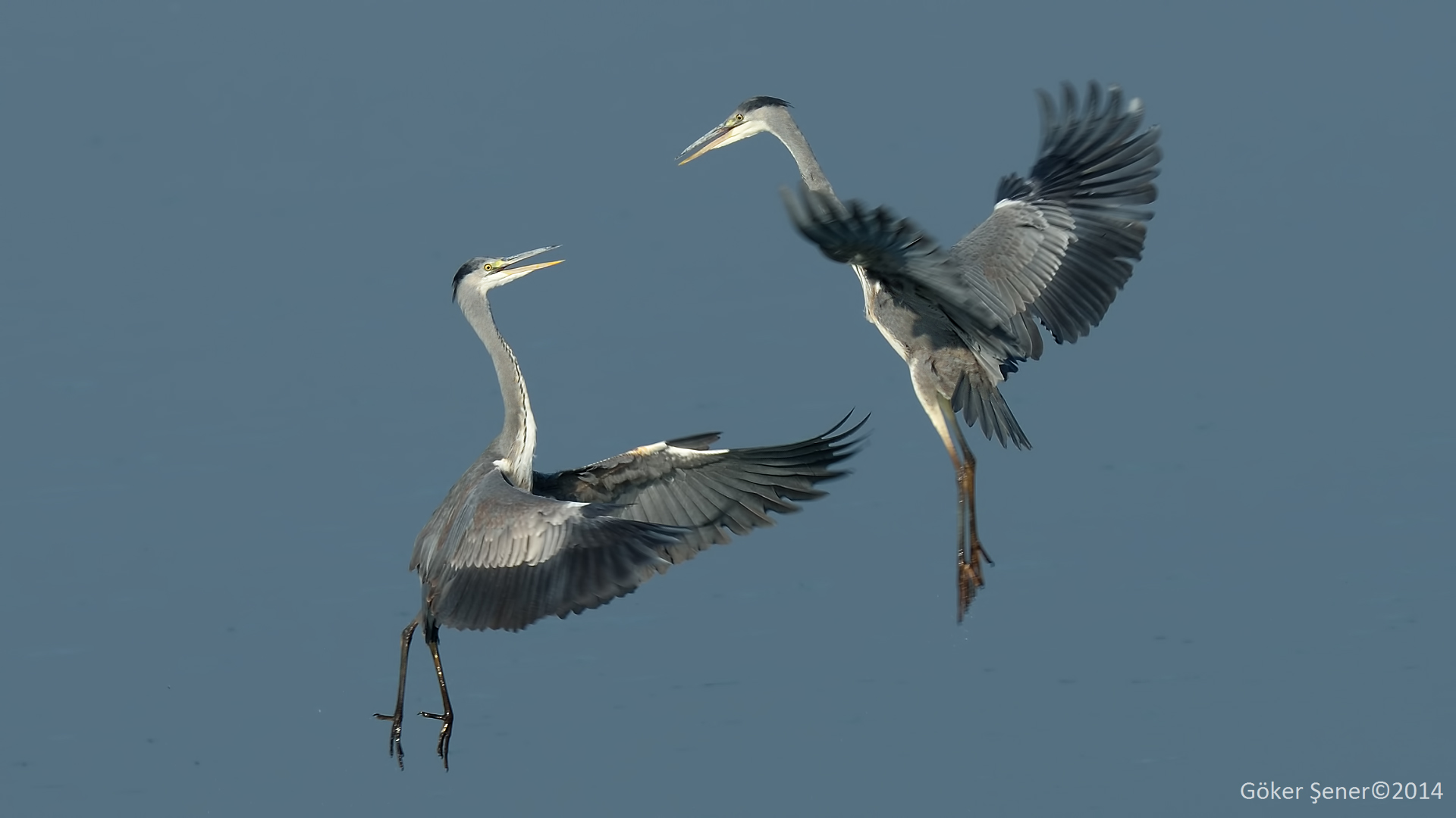 Gri balıkçıl » Grey Heron » Ardea cinerea