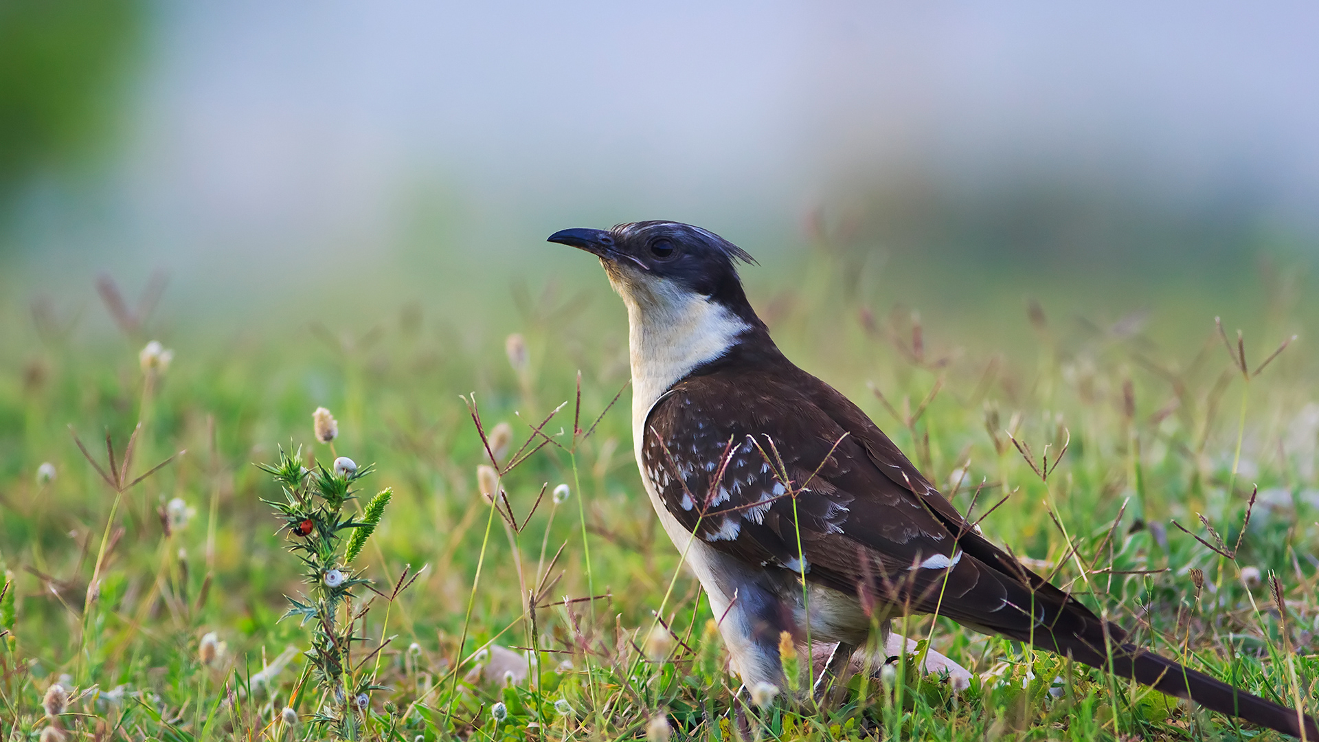 Tepeli guguk » Great Spotted Cuckoo » Clamator glandarius