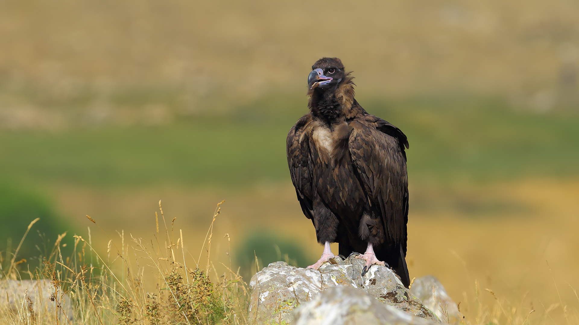 Kara akbaba » Cinereous Vulture » Aegypius monachus