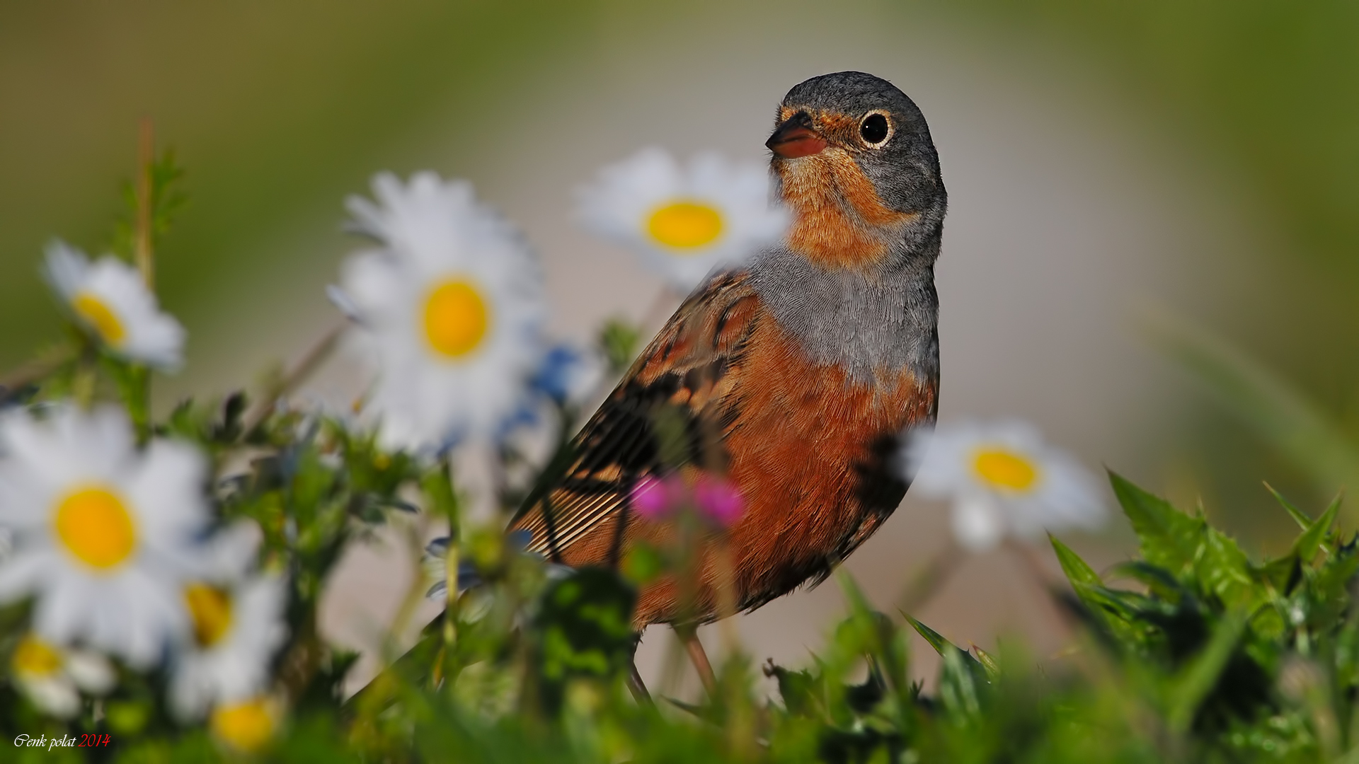 Kızıl kirazkuşu » Cretzschmar`s Bunting » Emberiza caesia