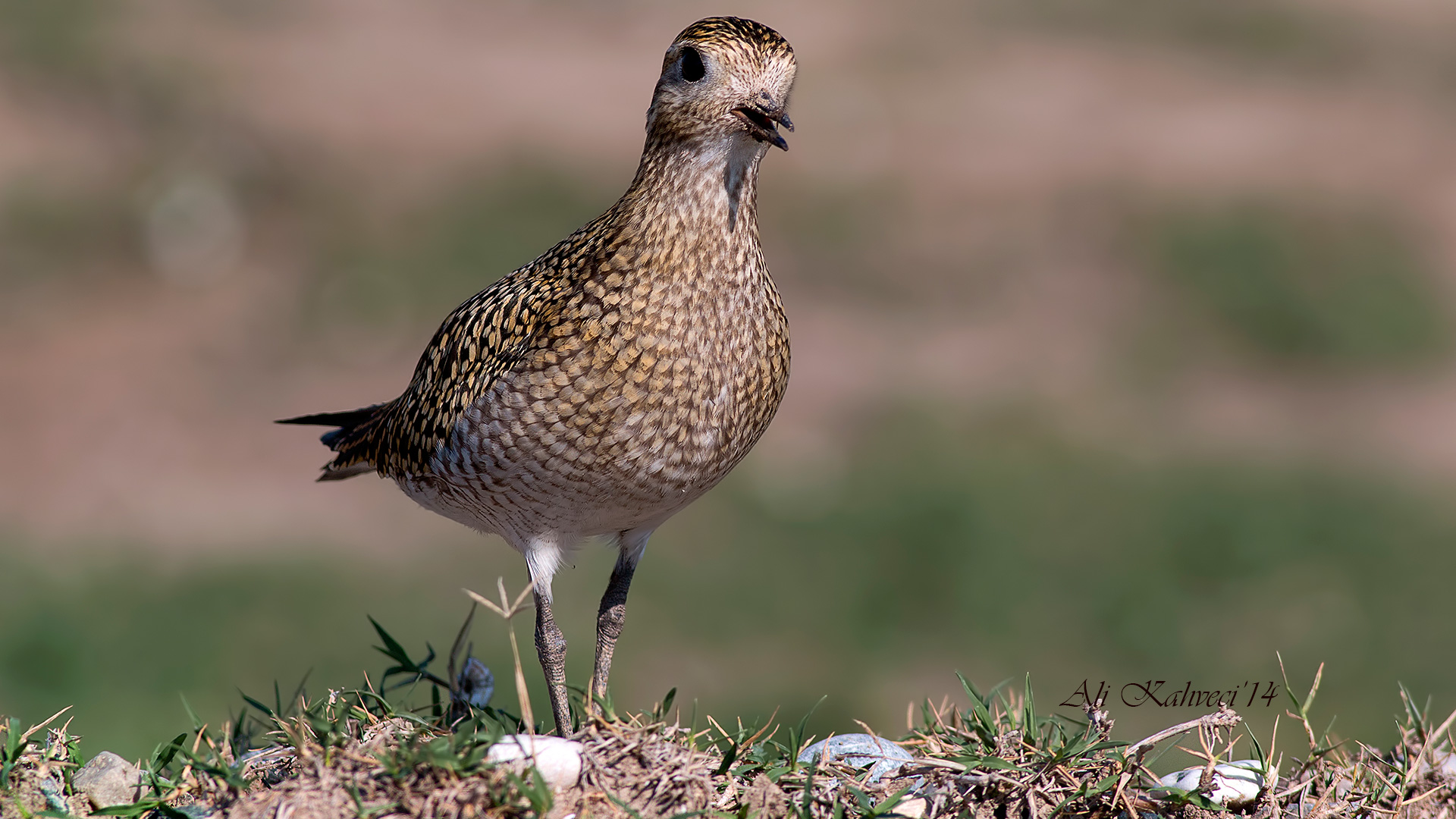 Altın yağmurcun » European Golden Plover » Pluvialis apricaria