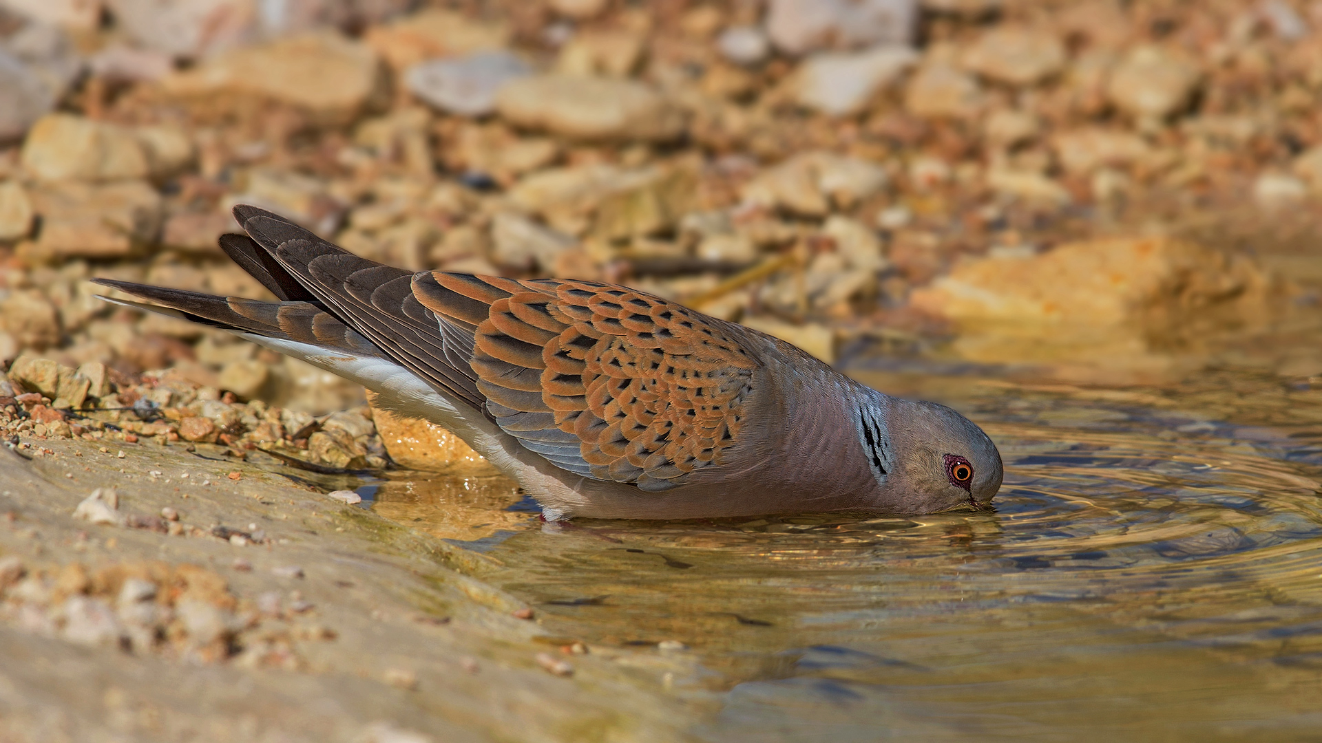 Üveyik » European Turtle Dove » Streptopelia turtur