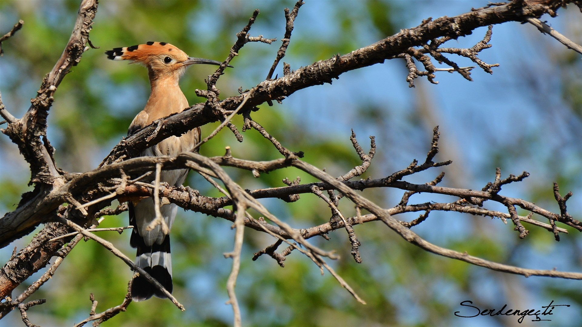 İbibik » Eurasian Hoopoe » Upupa epops