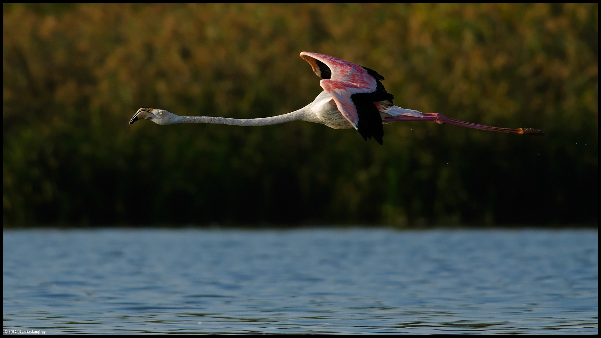 Flamingo