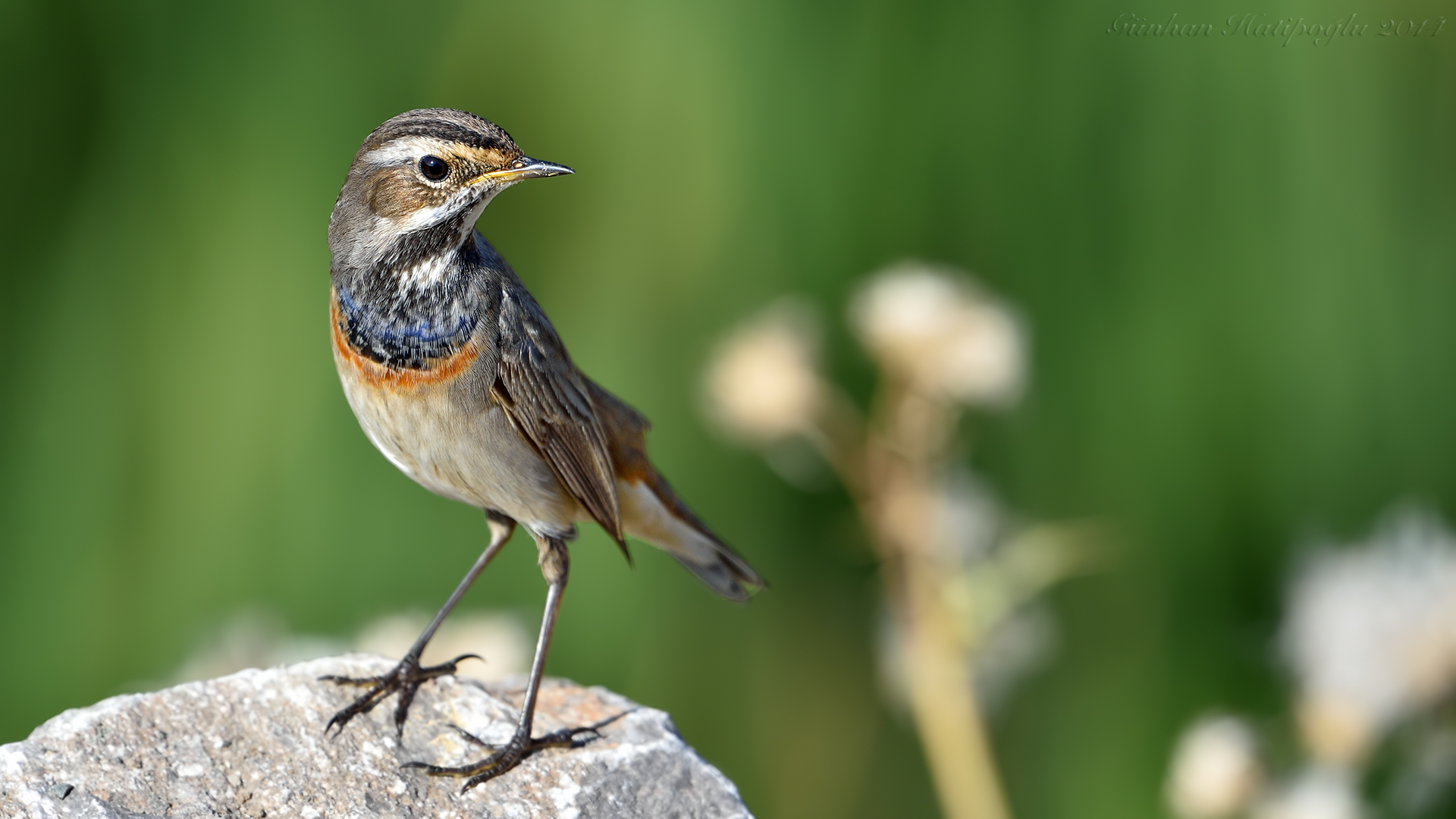 Mavigerdan » Bluethroat » Luscinia svecica