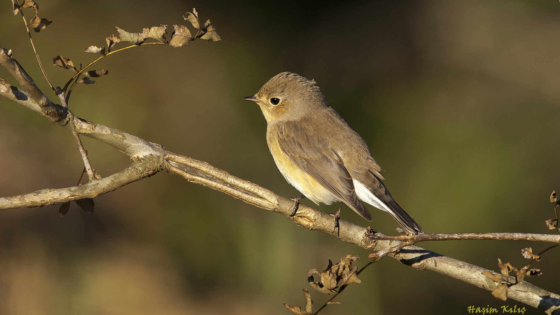 Küçük sinekkapan » Red-breasted Flycatcher » Ficedula parva