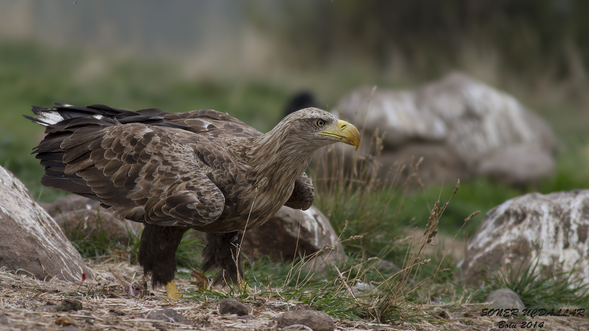 Akkuyruklu kartal » White-tailed Eagle » Haliaeetus albicilla