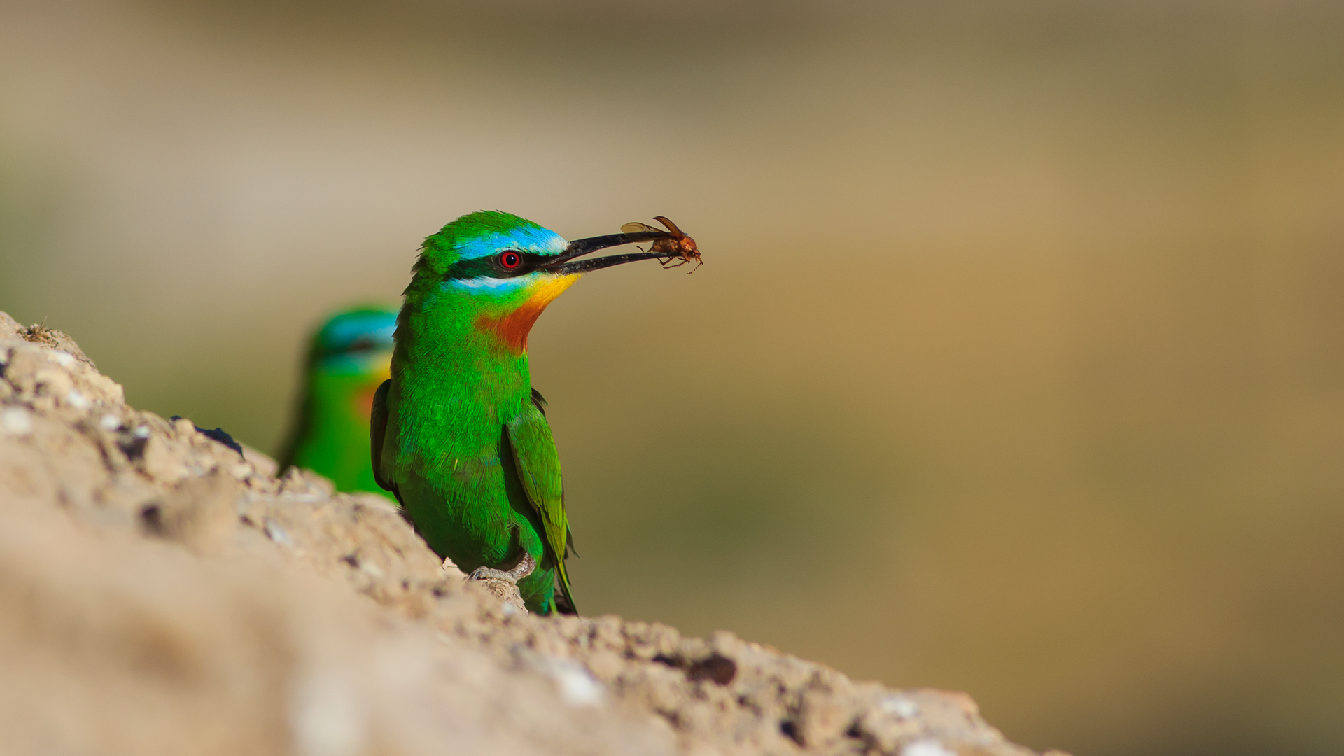 Yeşil arıkuşu » Blue-cheeked Bee-eater » Merops persicus