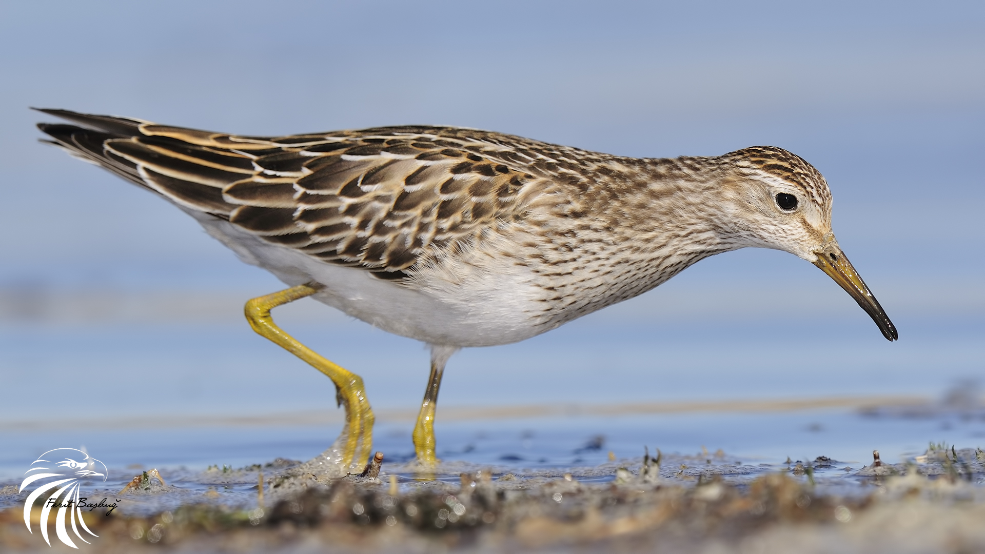 Çizgili kumkuşu » Pectoral Sandpiper » Calidris melanotos