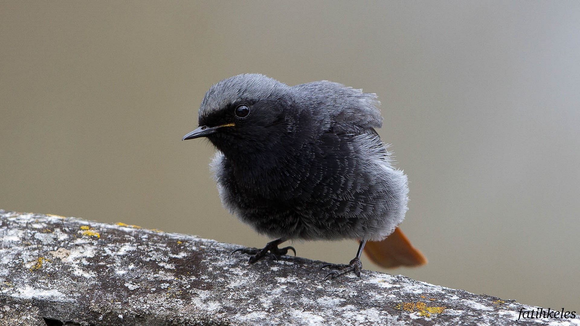 Kara kızılkuyruk » Black Redstart » Phoenicurus ochruros