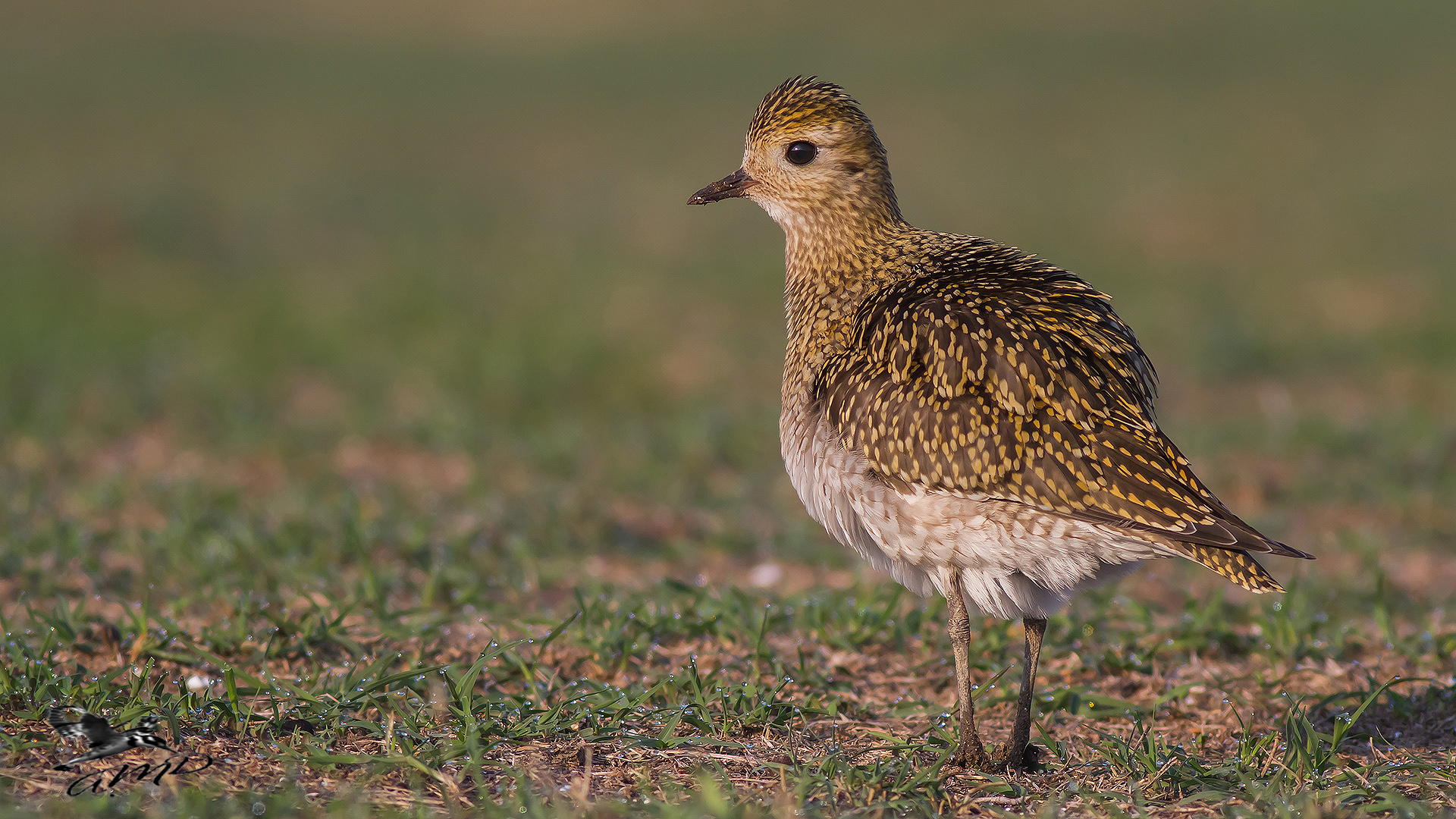 Altın yağmurcun » European Golden Plover » Pluvialis apricaria