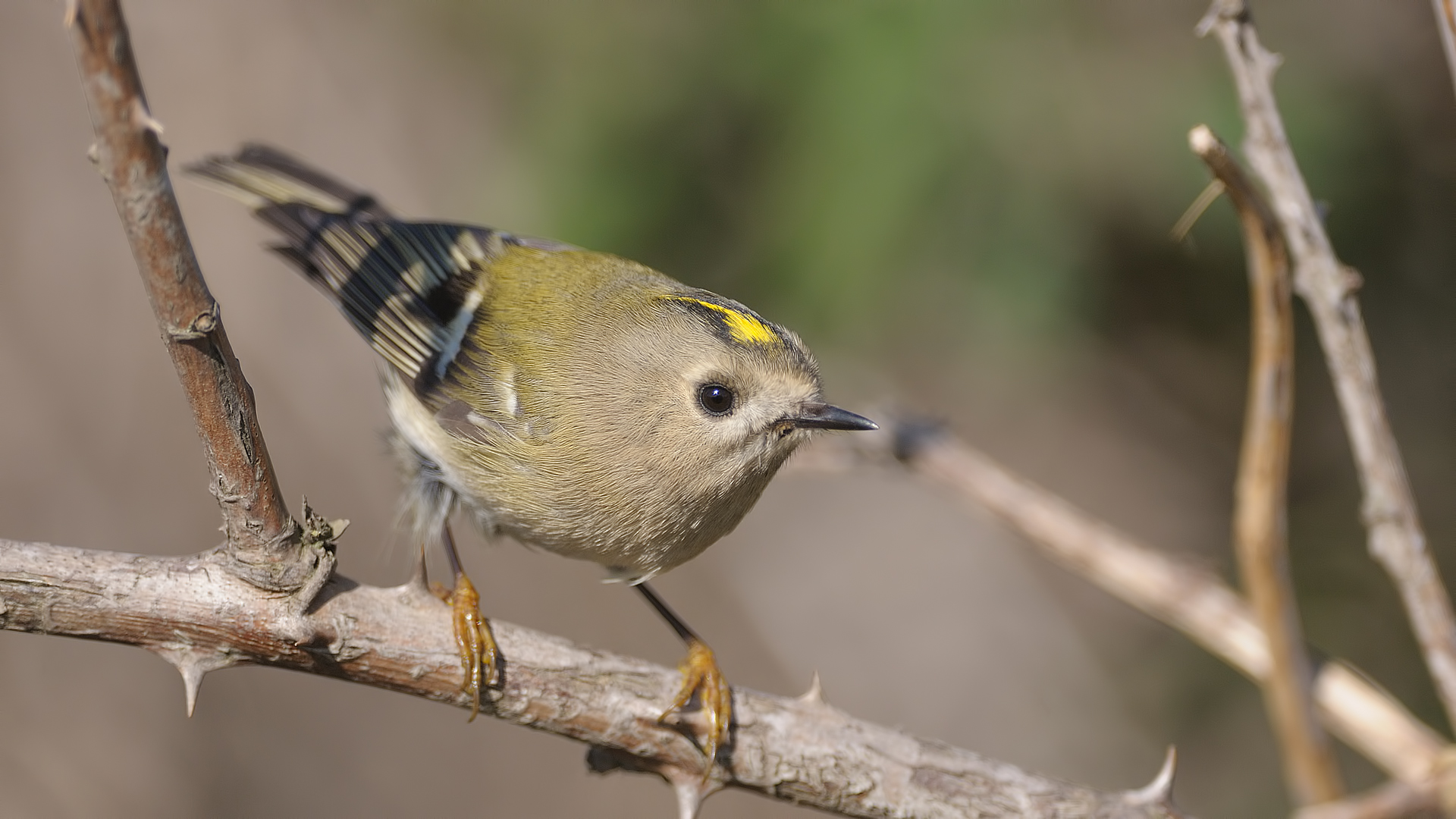 Çalıkuşu » Goldcrest » Regulus regulus 