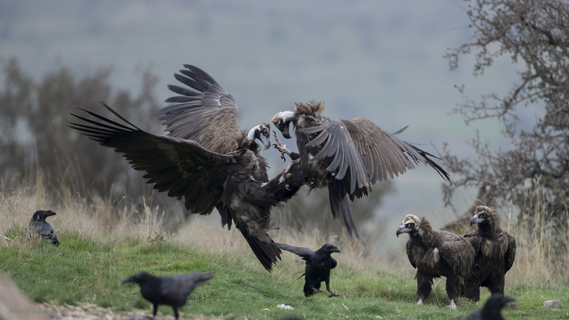 Kara akbaba » Cinereous Vulture » Aegypius monachus