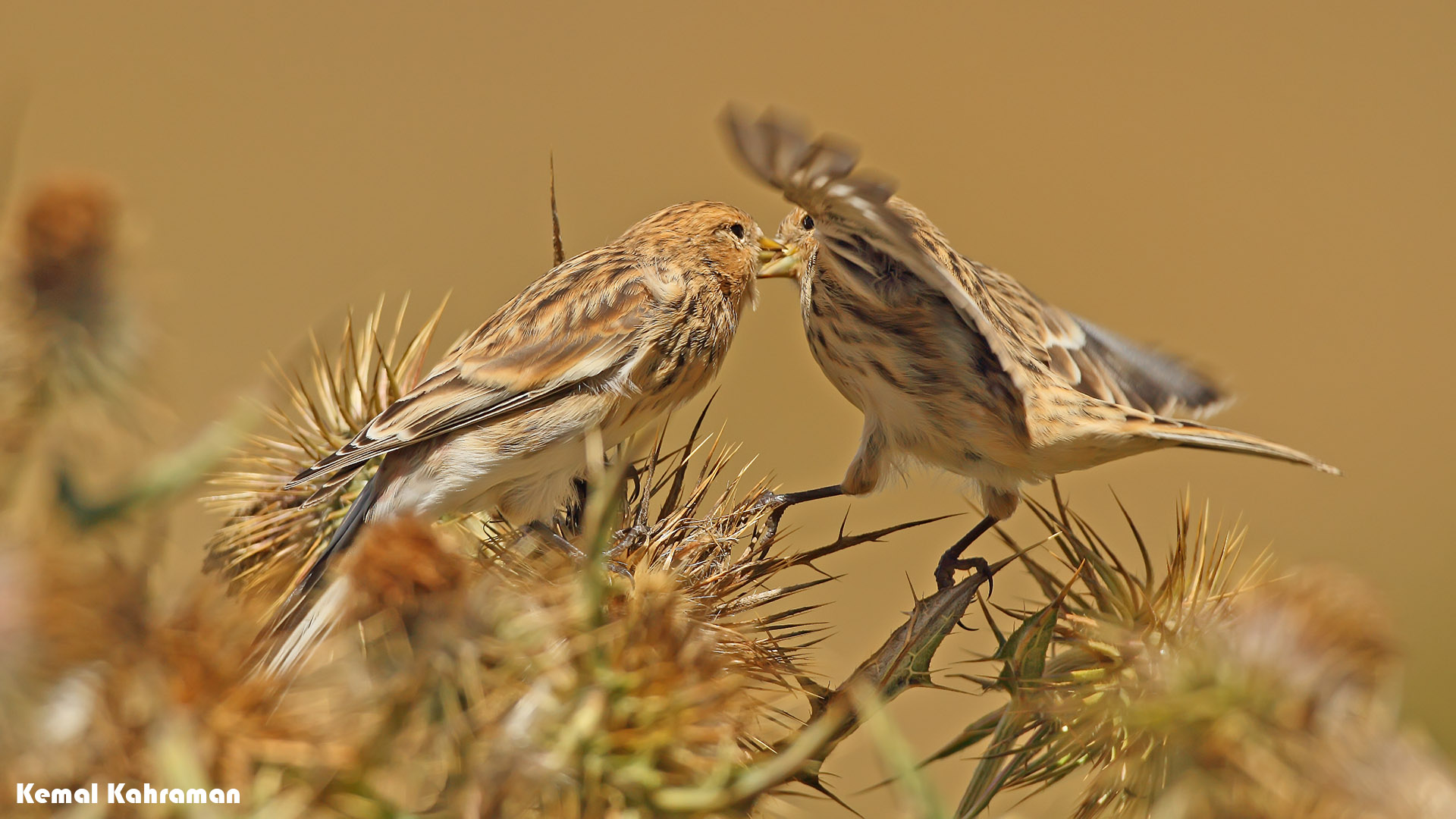 Sarıgagalı ketenkuşu » Twite » Linaria flavirostris