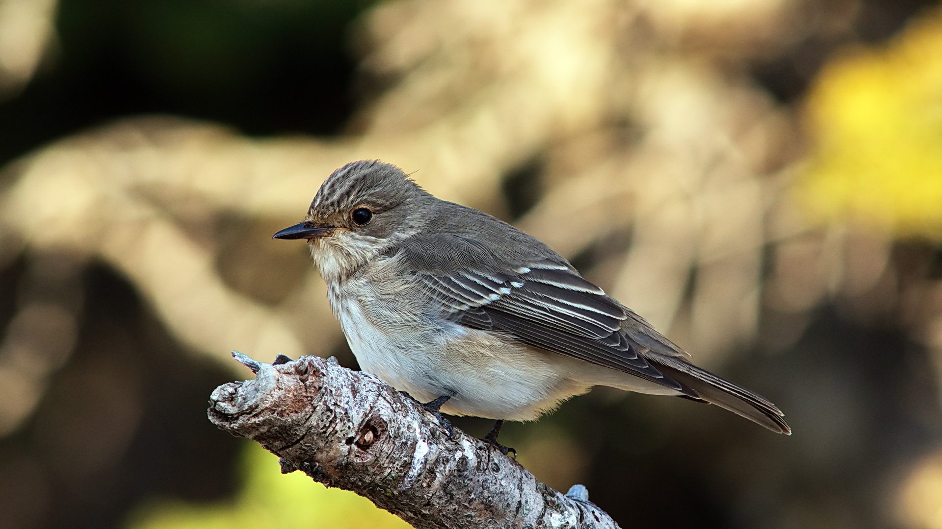 Benekli sinekkapan » Spotted Flycatcher » Muscicapa striata