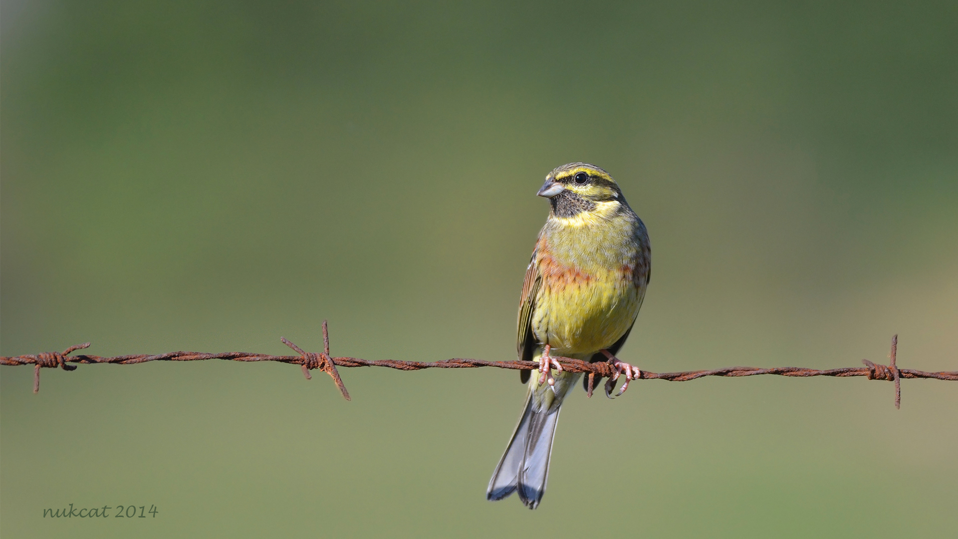 Bahçe kirazkuşu » Cirl Bunting » Emberiza cirlus