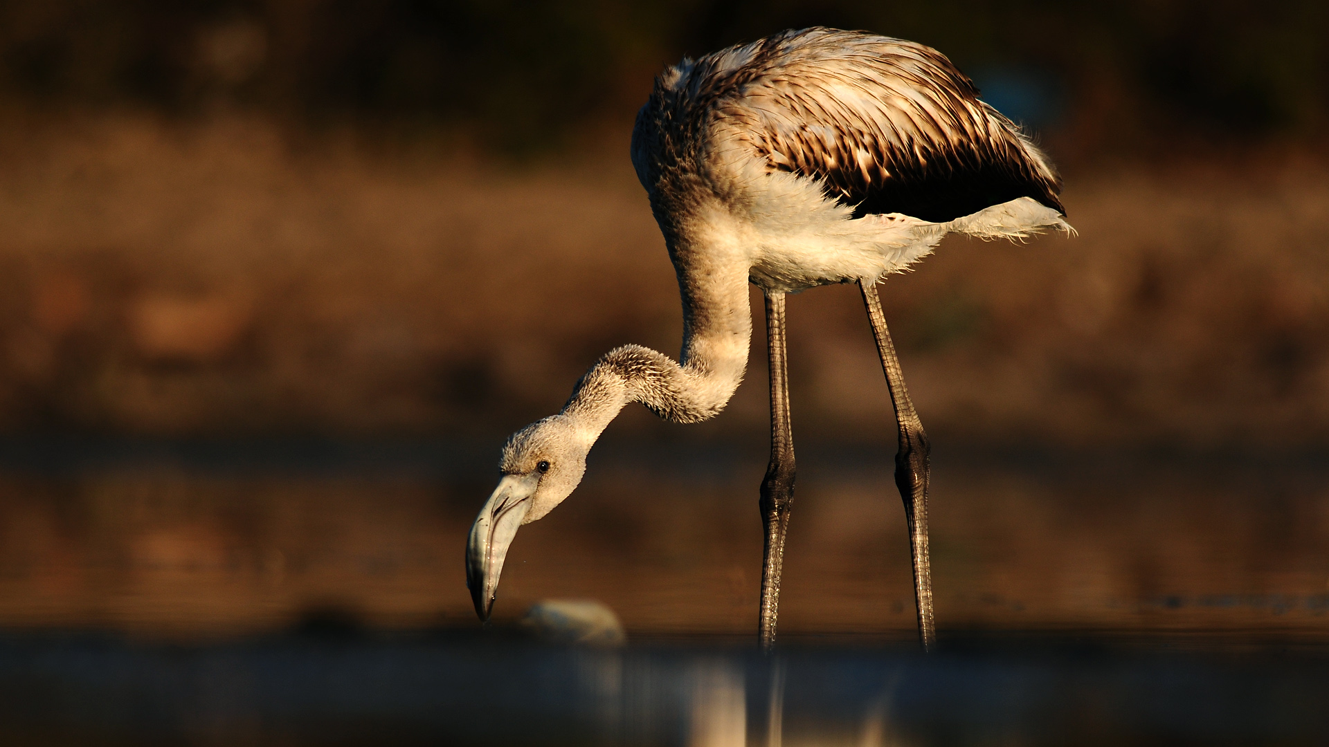 Flamingo » Greater Flamingo » Phoenicopterus roseus