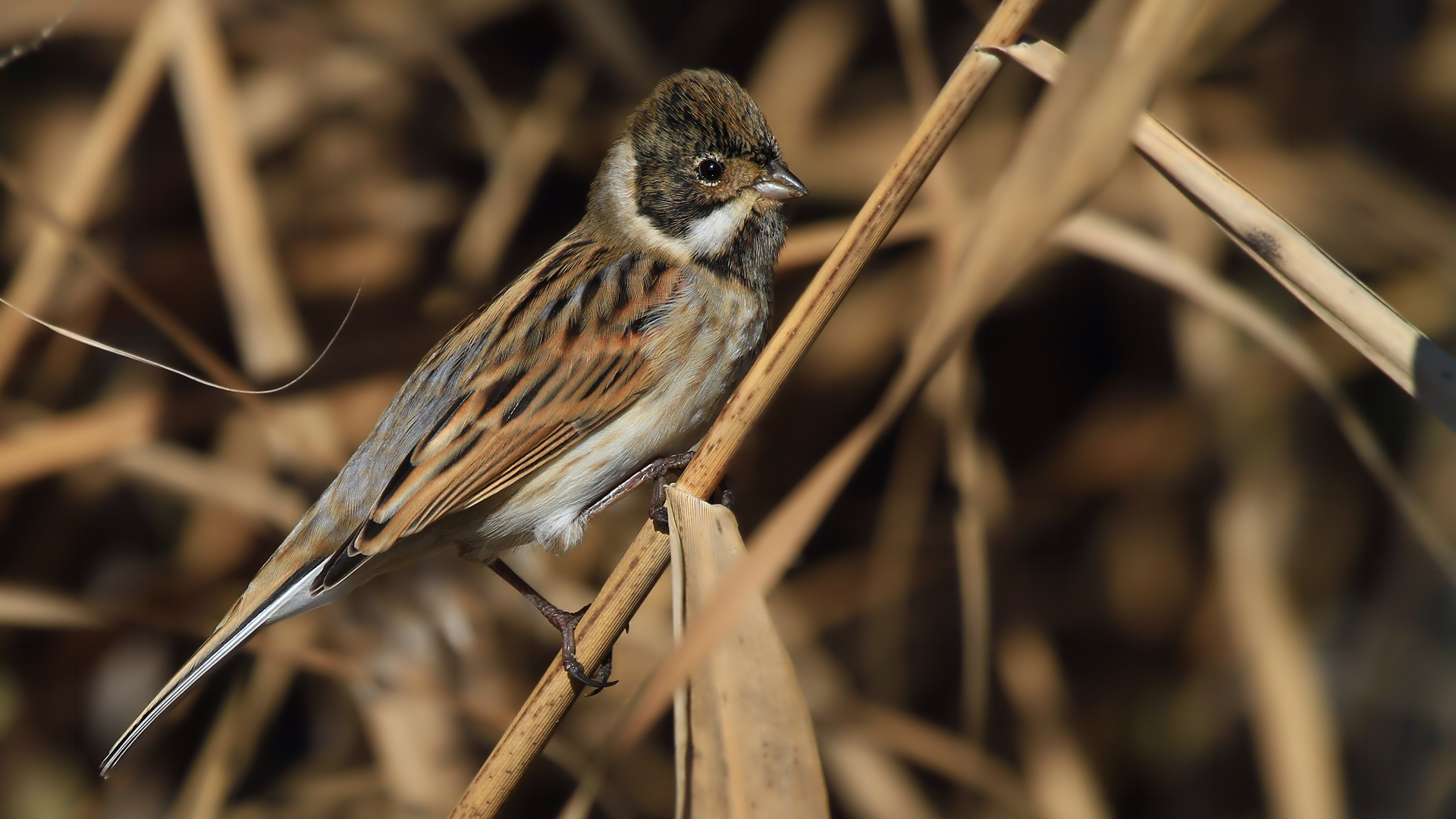 Bataklık Kirazkuşu » Common Reed Bunting » Emberiza schoeniclus