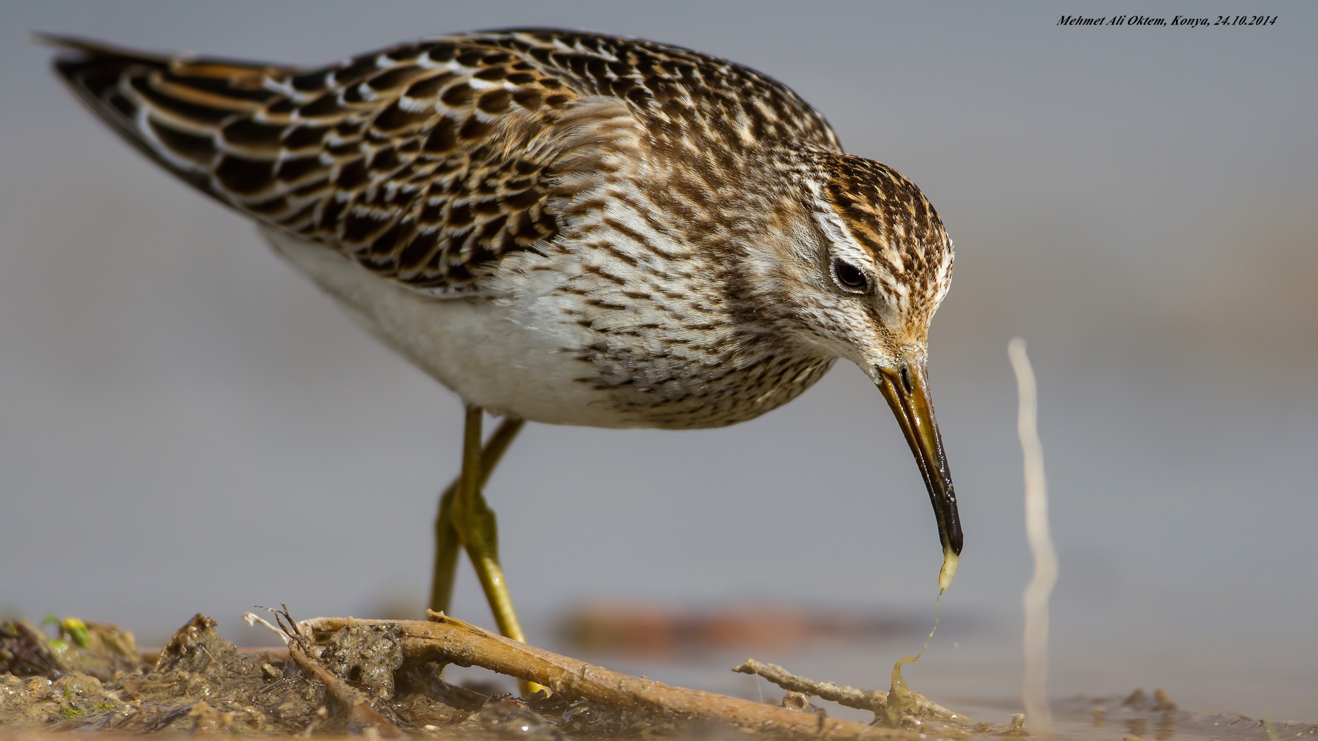 Çizgili kumkuşu » Pectoral Sandpiper » Calidris melanotos