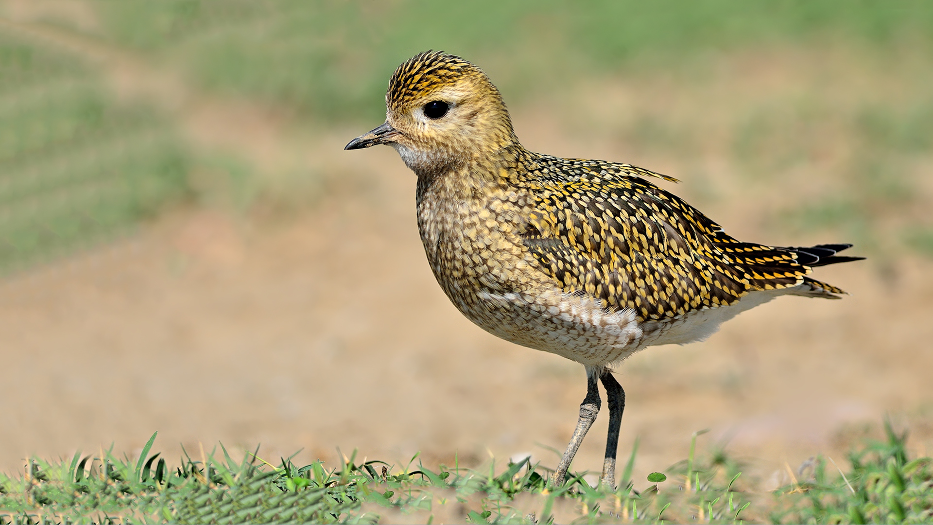 Altın yağmurcun » European Golden Plover » Pluvialis apricaria